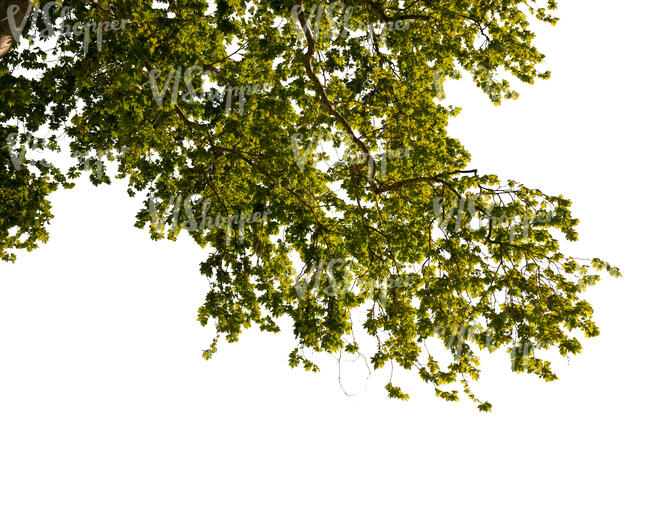 cut out branch of a maple tree