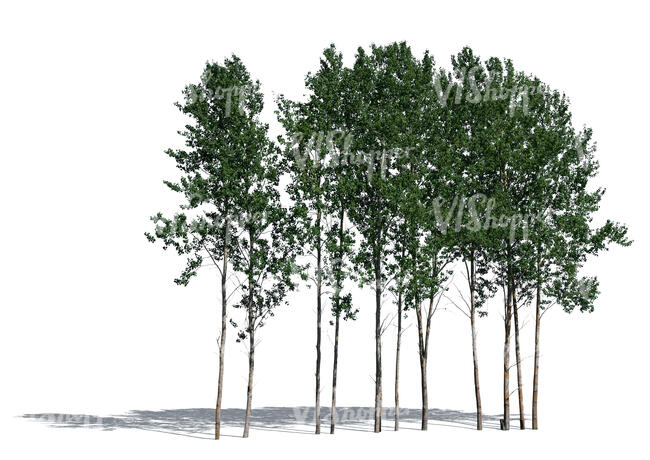cut out group of aspen trees in sunlight