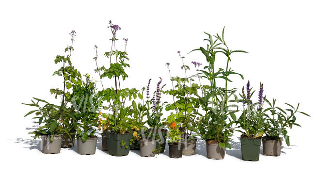 group of potted plants including Lavandula angustifolia and Verbena bonariensis