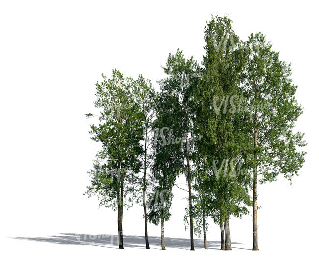 cut out group of different deciduous trees