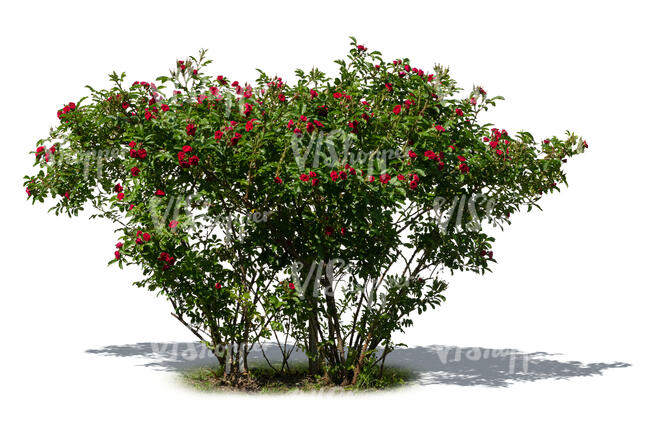 cut out blooming red rose bush
