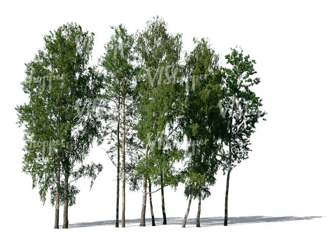 cut out group of aspen trees