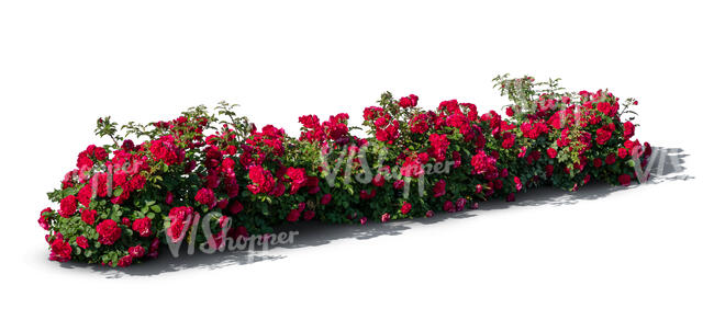 cut out blooming flowerbed with red roses