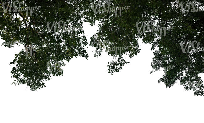 cut out backlit branch of a linden tree