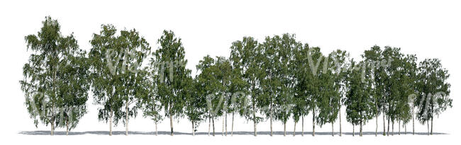 long row of cut out trees