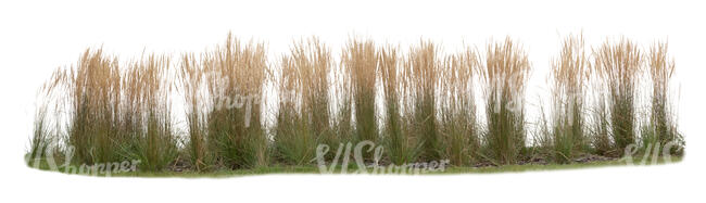 long row of ornametnal grass