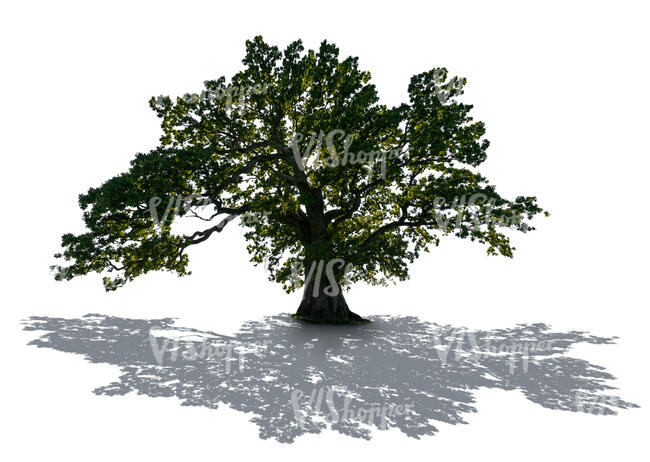 backlit epic oak tree