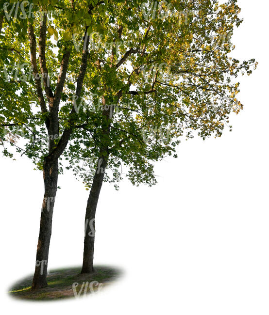 two backlit  foreground maple trees in early autumn