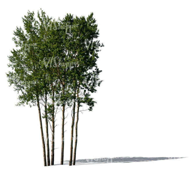 cut out group of aspen trees