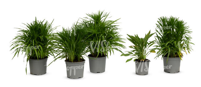 group of potted gayfeather plants