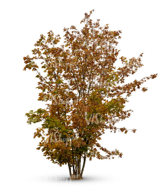 group of young maple trees is autumn