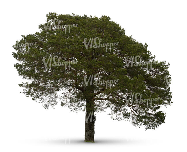 cut out large pine tree in ambient light