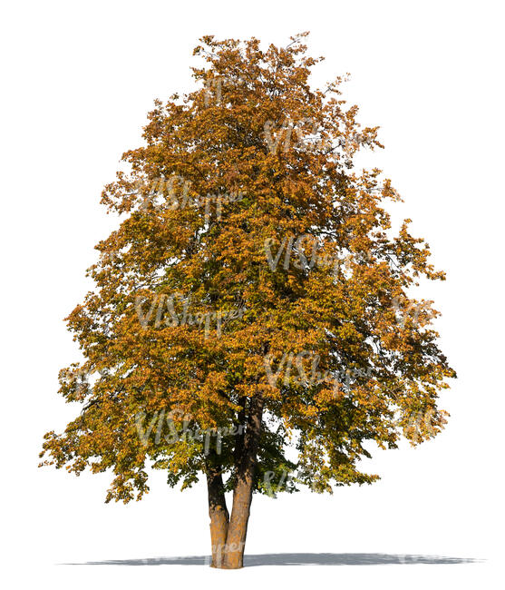 big linden tree in autumn with golden leaves