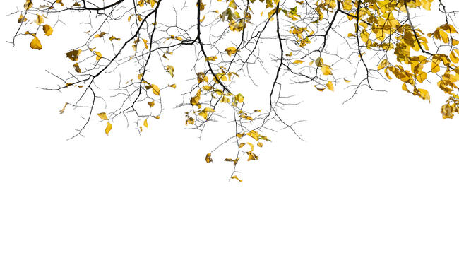 foreground minimalistic branch with some yellow leaves