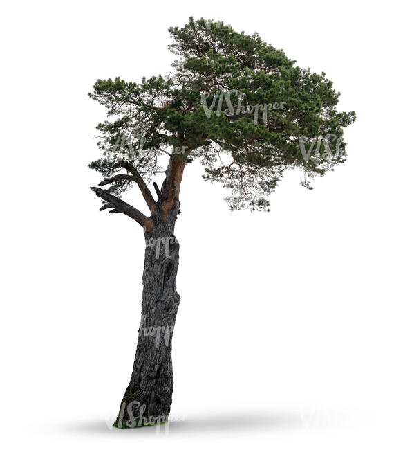 old pine tree in ambient light