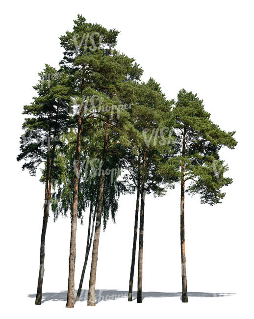 group of tall pine trees