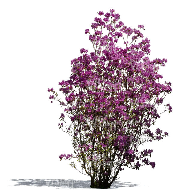 cut out blooming purple rhododendron