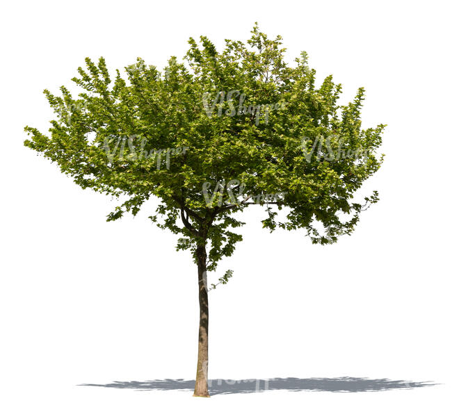 cut out tree with pale green leaves in sunlight