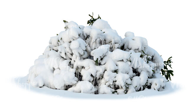 small fir trees covered with snow