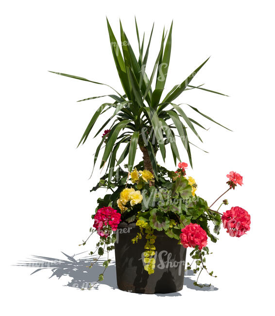 plant composition with flowers in a pot