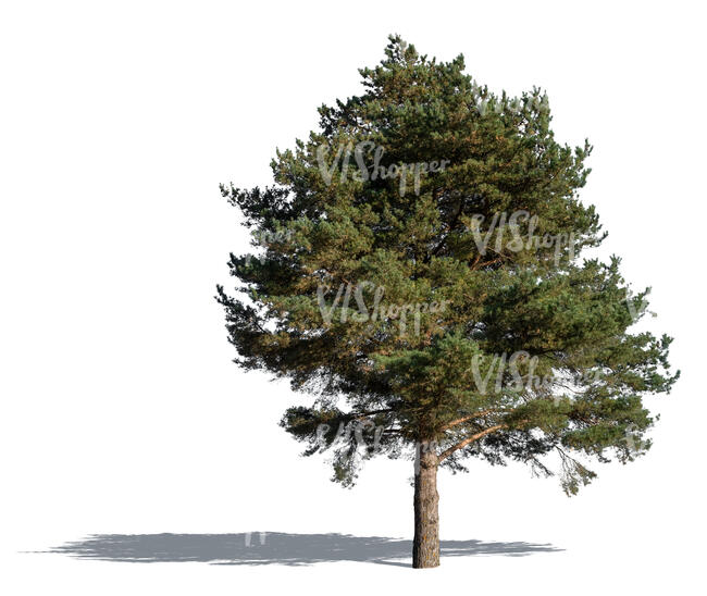 medium size thick pine tree