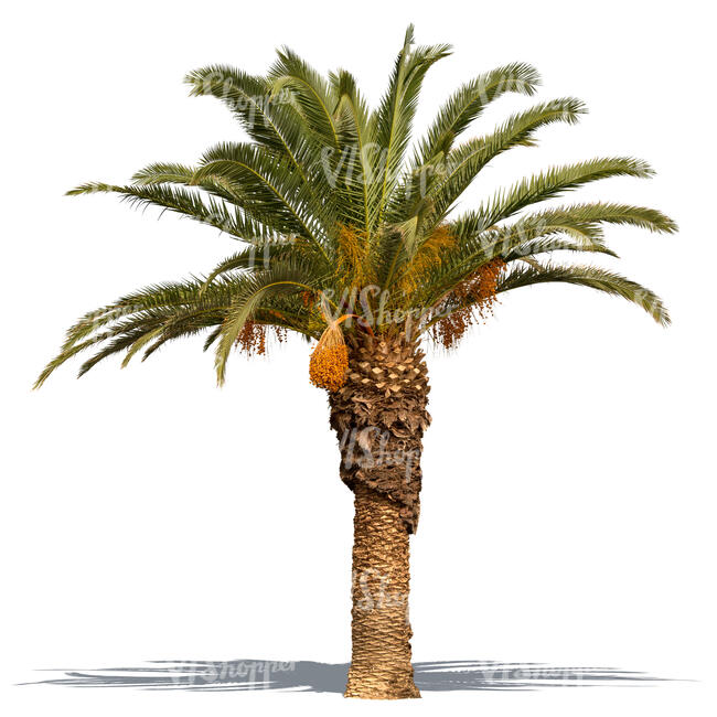 cut out palm tree in sunlight