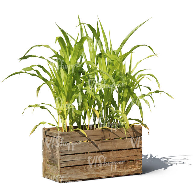garden plant in a wooden crate