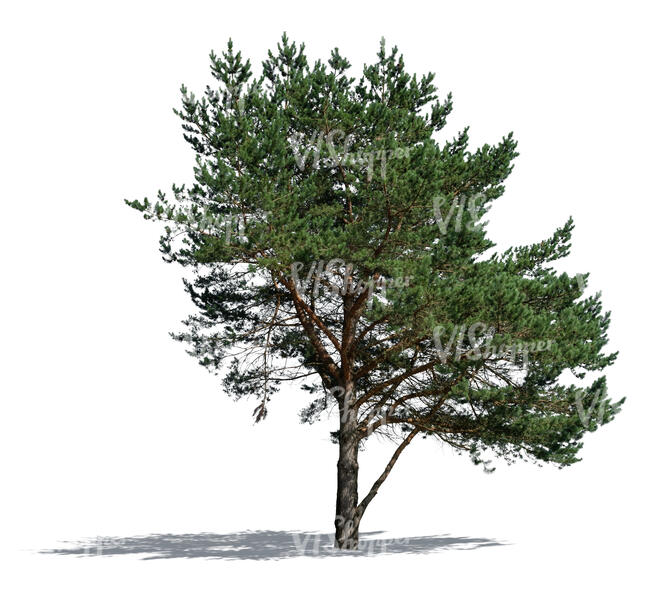 regular pine tree