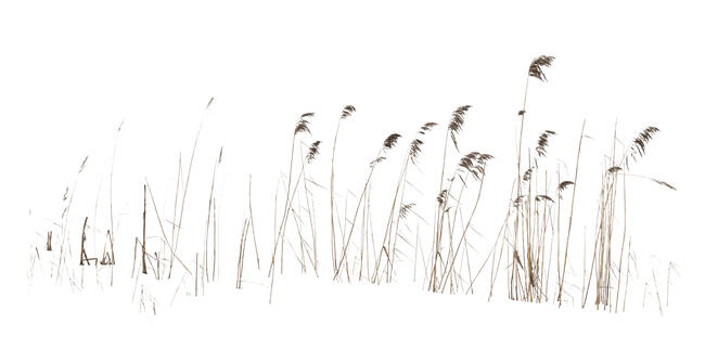 delicate ornamental grass in winter