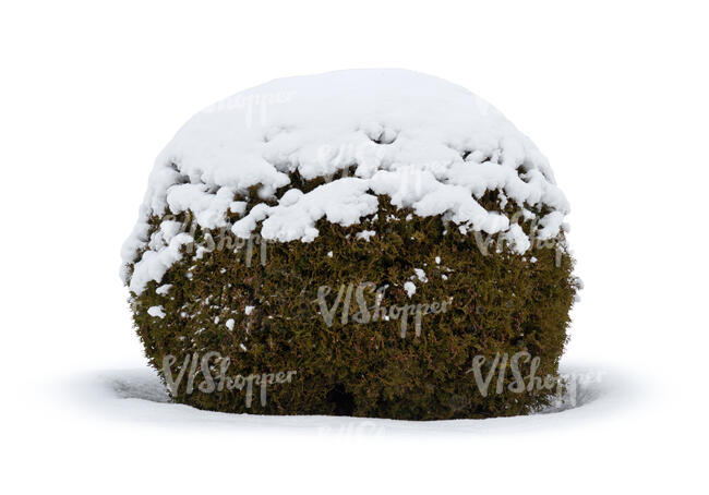 round bush in winter with a snow cap