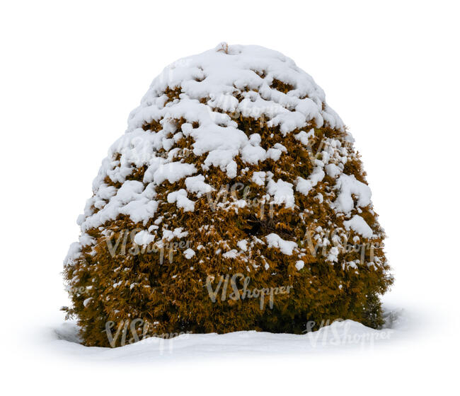 thuja bush covered with snow