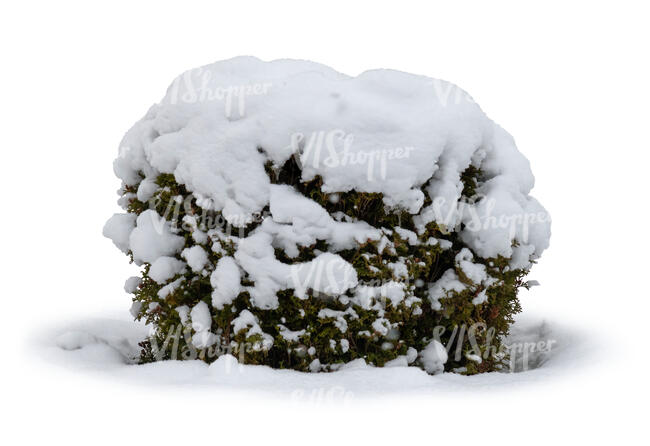 thuja bush with thick snow cap