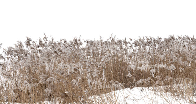 foreground tall grass in winter covered with some snow