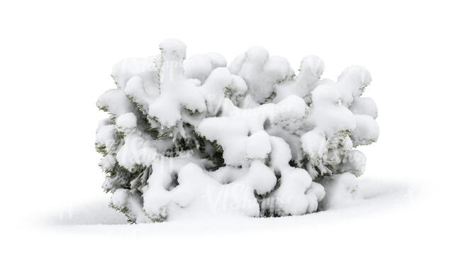 snow covered small pine bush