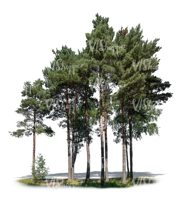 group of pine trees