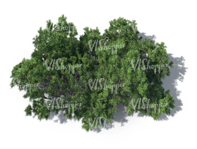 rendering of a mountain pine seen from above