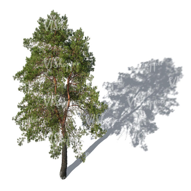 rendering of a regular pine tree seen from above
