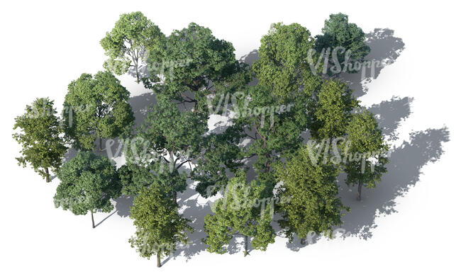 rendering of a group of trees seen from higher angle