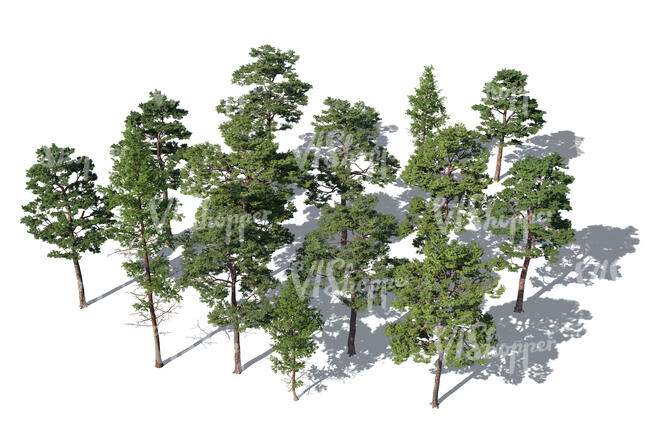 rendering of group of pine trees from above