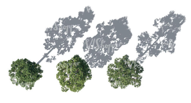 three rendered pine trees seen from above