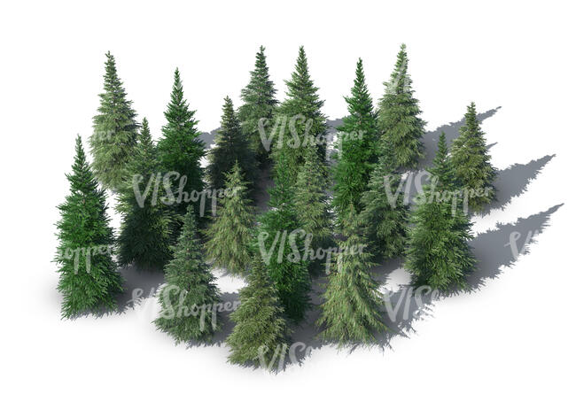 rendering of a group of spruces seen from above