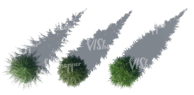 rendering of bird eye spruces