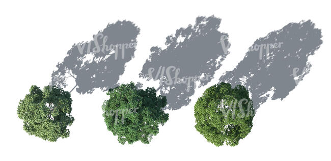 top view rendering of three trees