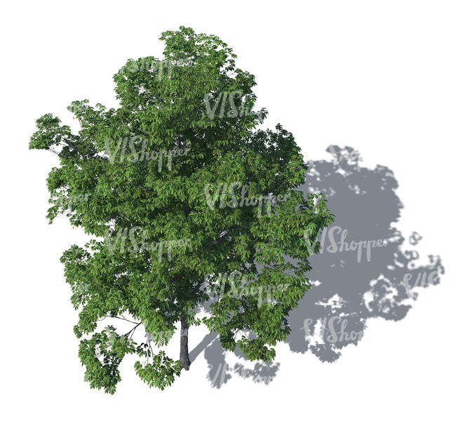 renderig of a bird-eye view of a tall deciduous tree