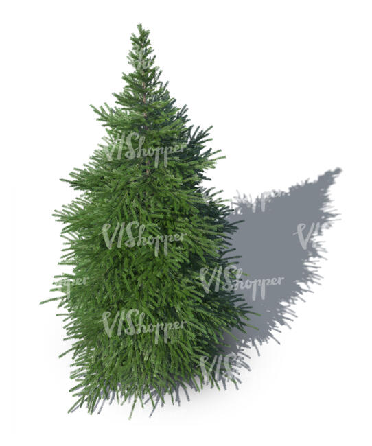 rendering of a spruce seen from above
