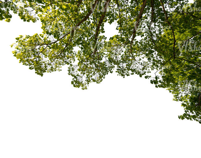 green branch against sunlight