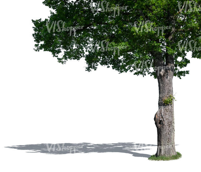 trunk and foreground branches of an oak