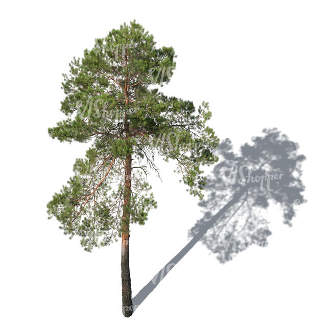 rendering of pine tree seen from above angle