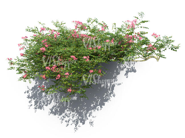 rendering of hanging vine Campsis grandiflora