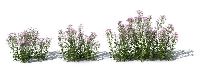 rendered image of a row of blooming tatarian asters